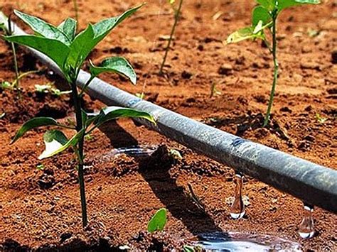 irrigação por gotejamento - encubrimiento por receptacion